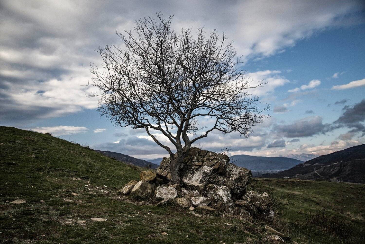 tree nature landscape georgia mtsheta мцхета грузия пейзаж природа дерево, Егор Бугримов