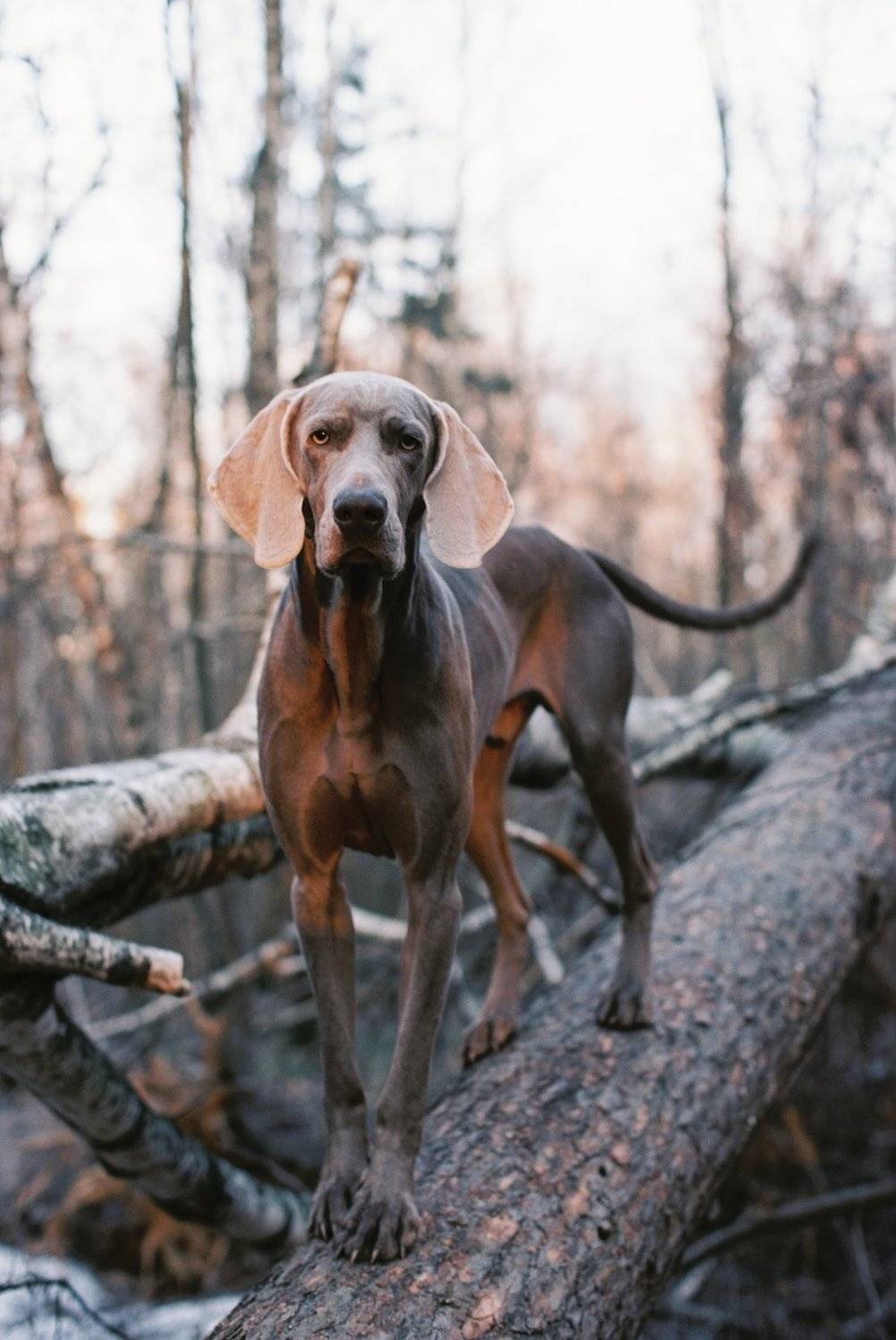 , Александра Липкина