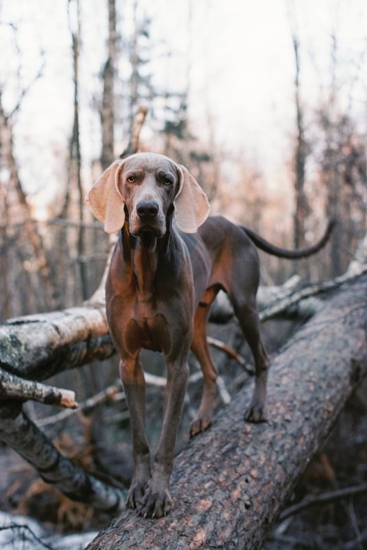 Джим фото превью