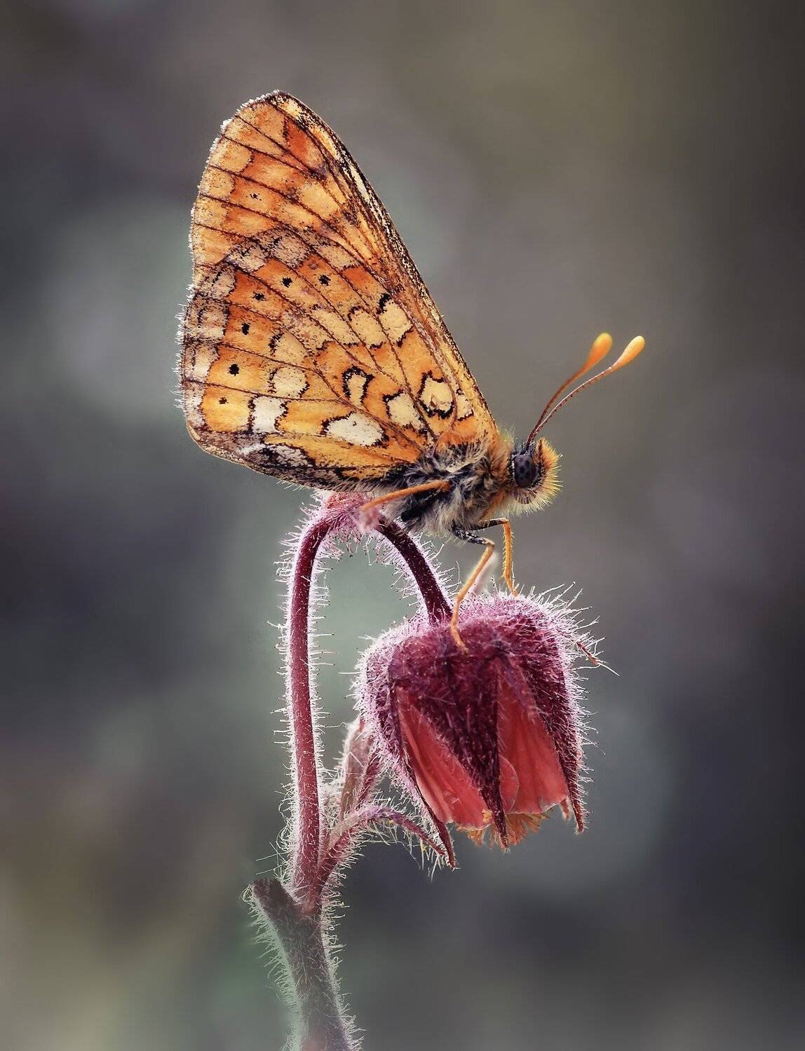 , Галина Горькавая