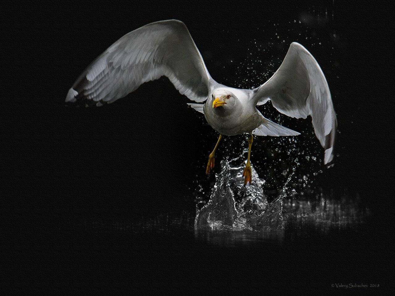 , Валерий Субачев