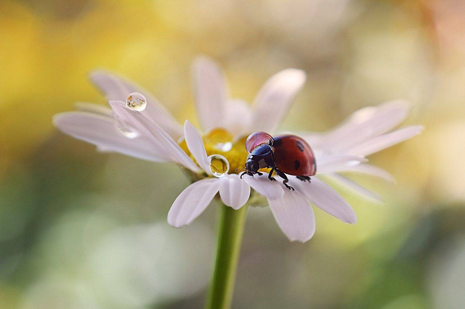 , Лапшина Владлена