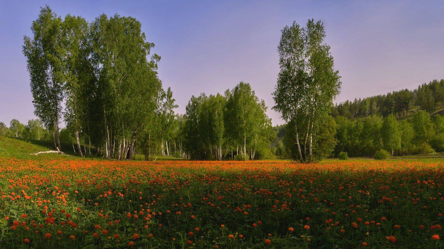 купальница азиатская ,(Trollius asiaticus), жарки , лето ,полевые цветы, берёзы, Сергей