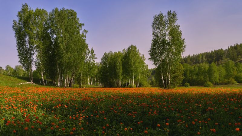 купальница азиатская ,(Trollius asiaticus), жарки , лето ,полевые цветы, берёзы Цветут жарки ... фото превью