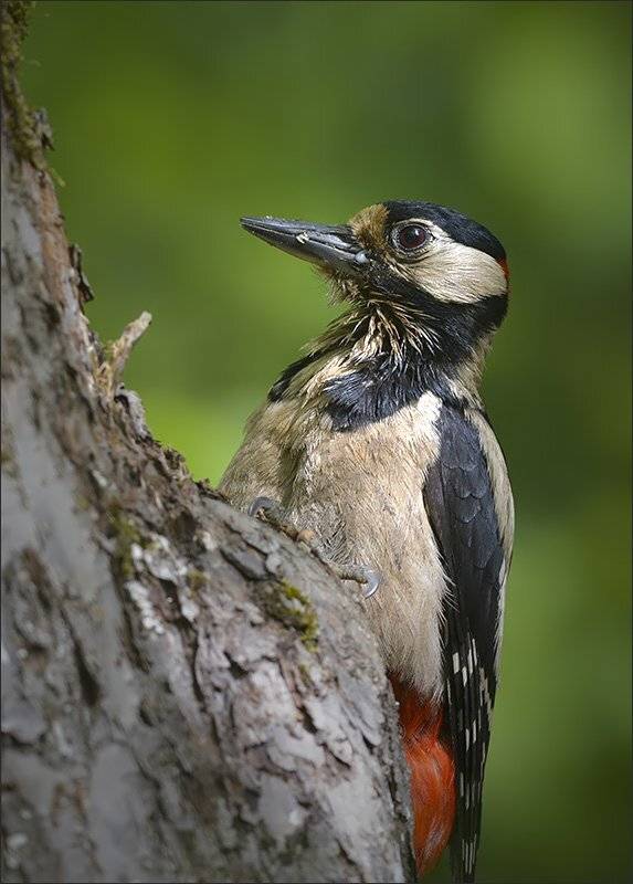 дятел, Андрей Медведев