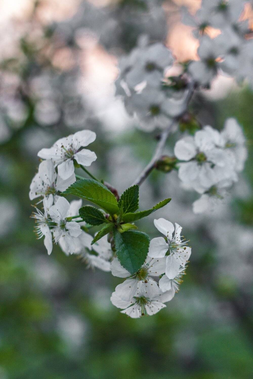 , Руслан Востриков