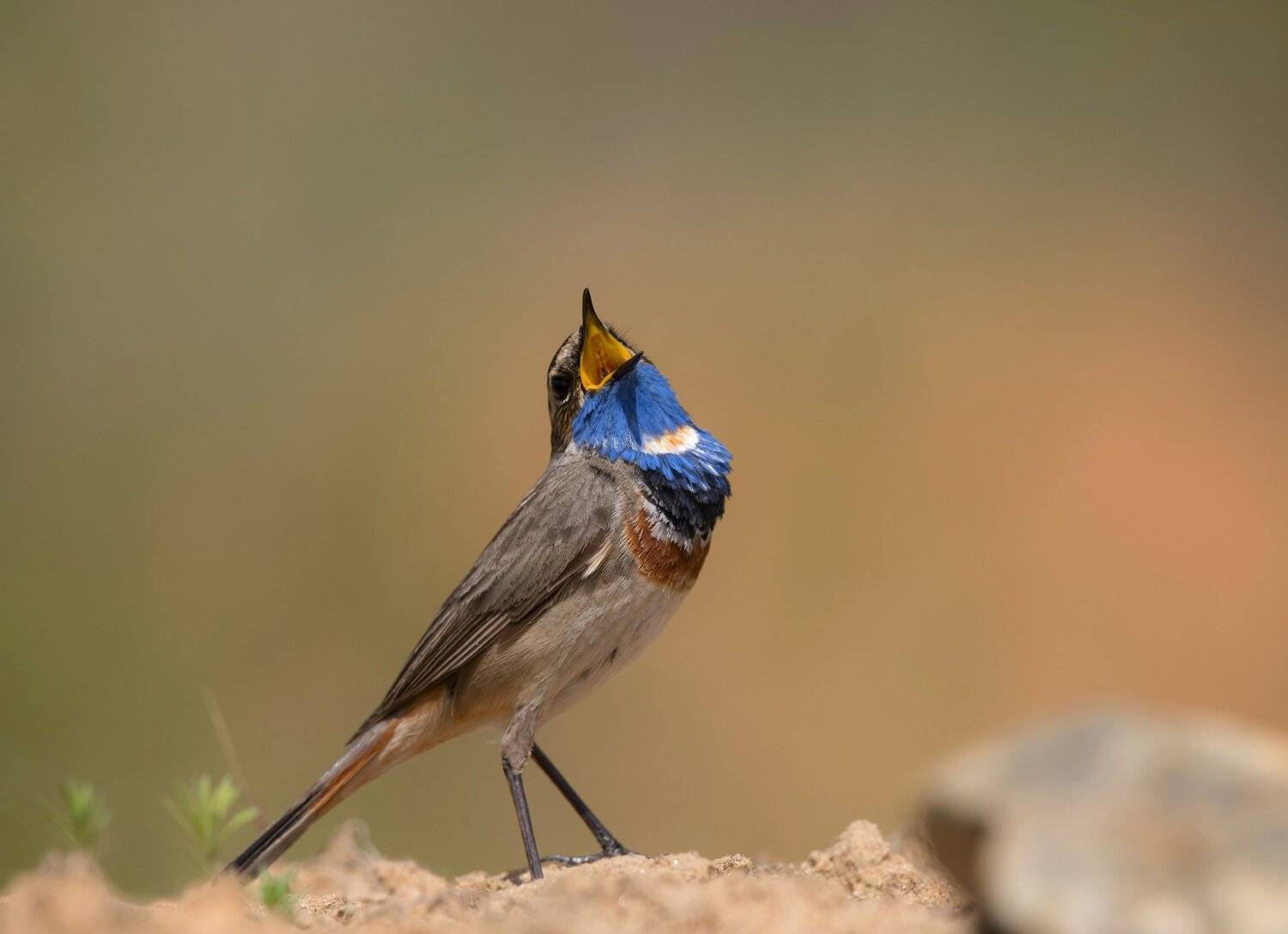 птицы,природа,весна, Андрей Киселёв