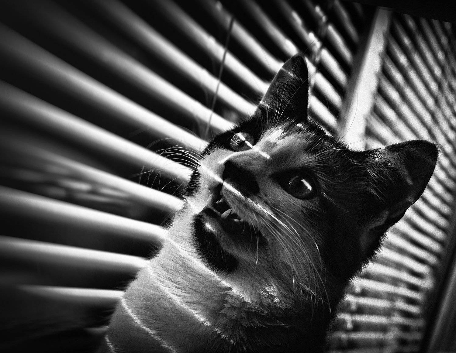 Noir Cat. Автор: Виталий Шевченко , Виталий Шевченко