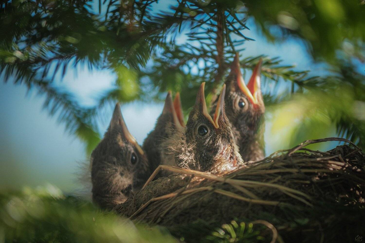 , Евгения Муравская
