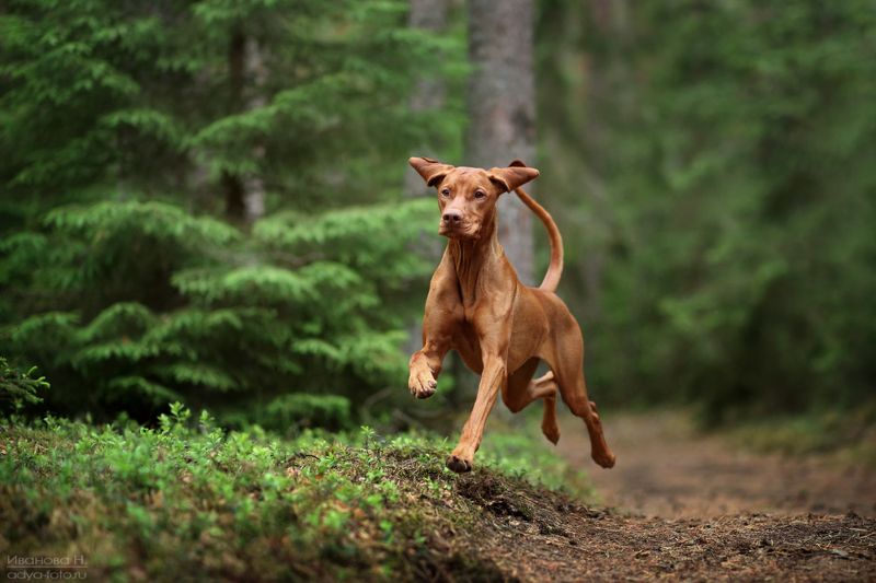*** фото превью