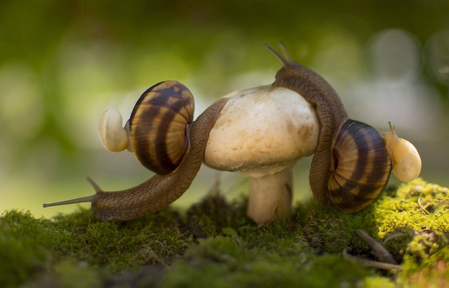 ceclii, nikon d3400, Tsvetan Ganev