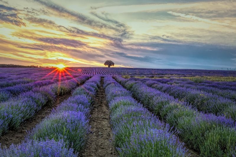 lavender, lavenderfileds, sunset Lavenderfileds фото превью