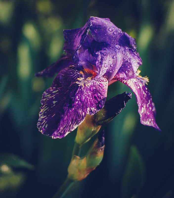 *** фото превью