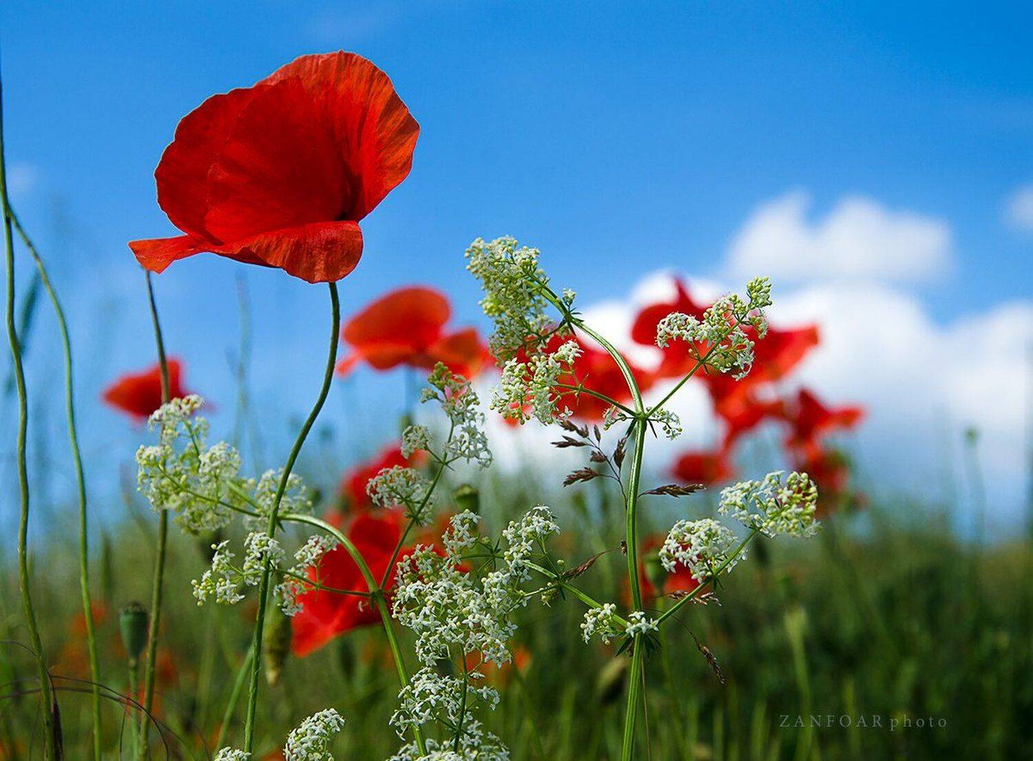 zanfoar,czech republic,nikon d7000,nature,poppies,bohemia,nature,flowers,poppy,чехия, Zanfoar