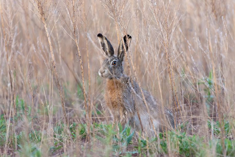 заяц смотрящий фото превью