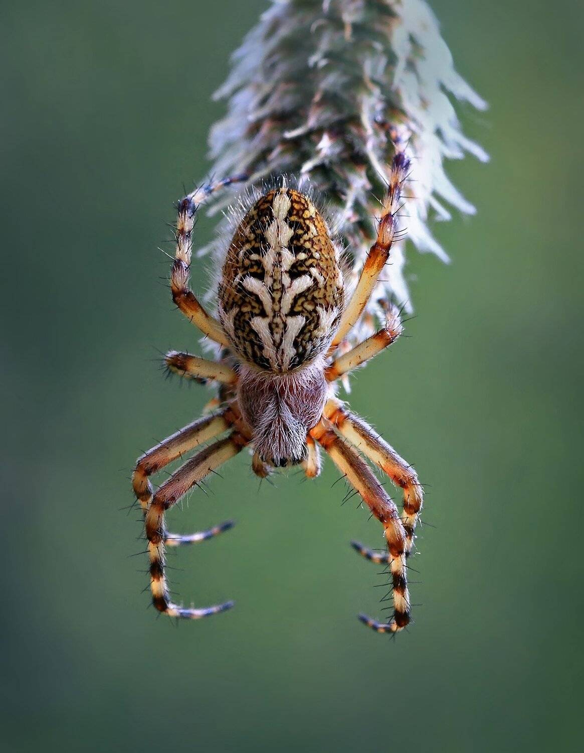 , Галина Горькавая