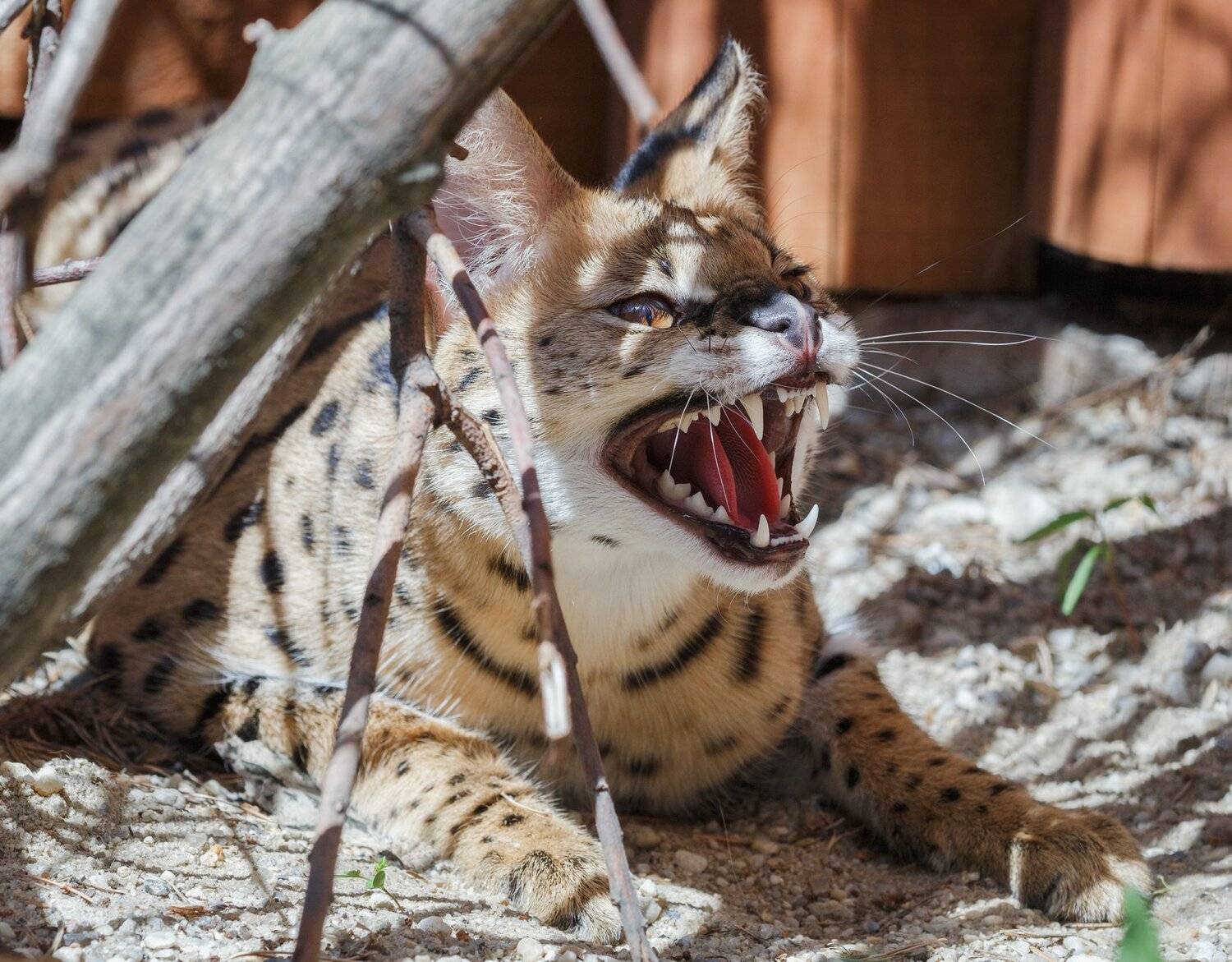 сервал, Олег Богданов