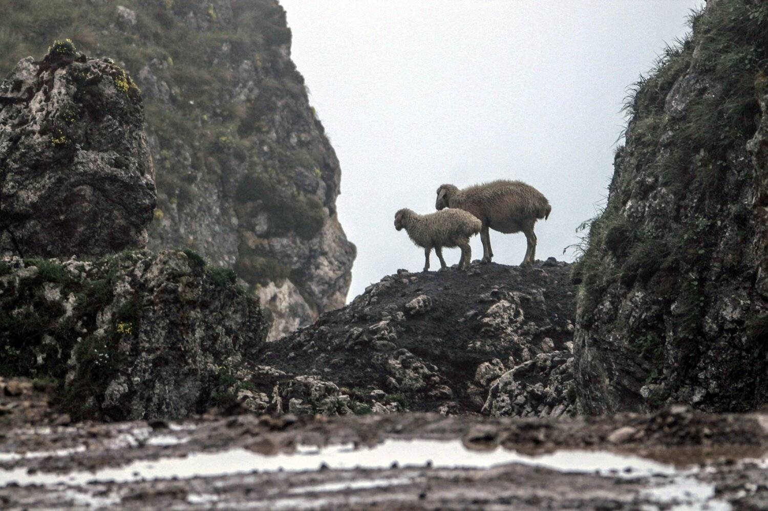 домашние животные,горы,овцы, Marat Magov
