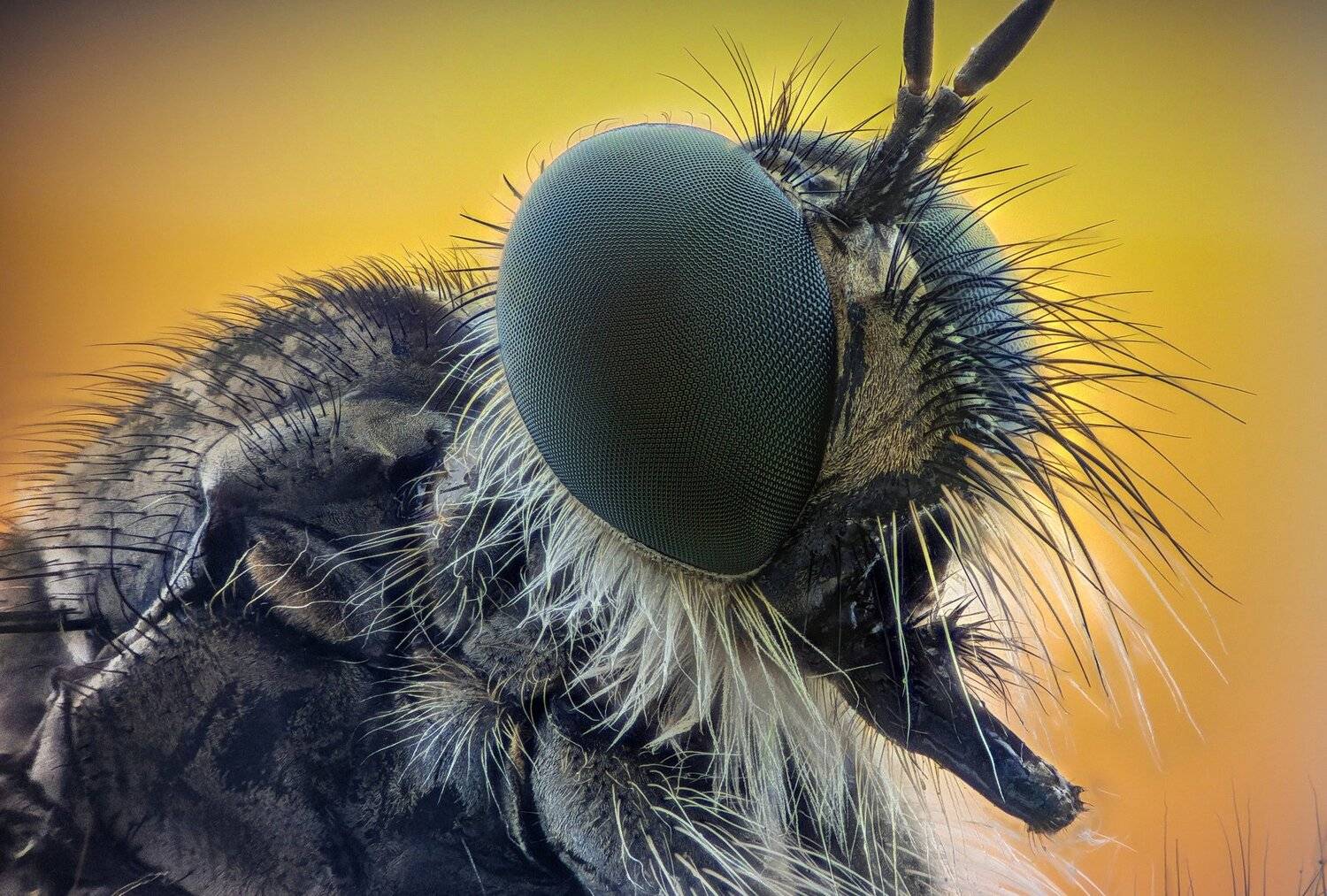 ceclii, macro, extrememacro, Tsvetan Ganev