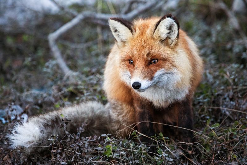 Рыжая фото превью