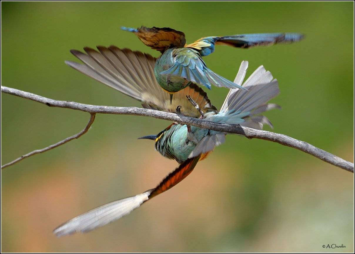 щурки,май,баловство, Александр Чувилин
