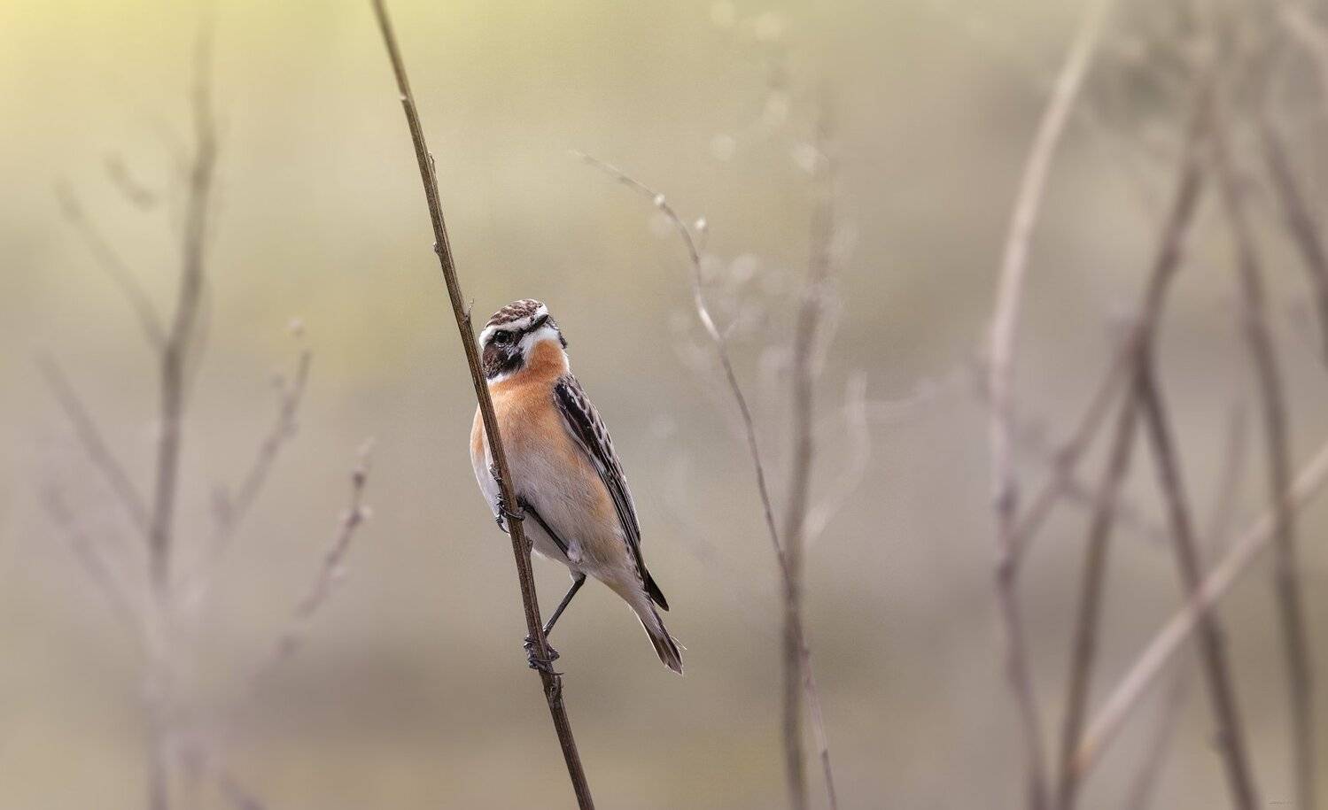 природа, лес, животные, птицы, Дмитрий Посевич