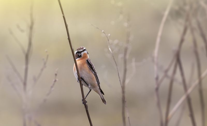 Слушая утро ... фото превью