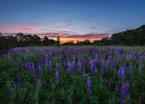 Люпиновый рассвет