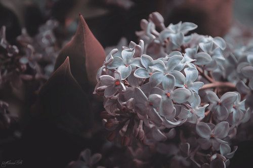 Пятьдесят оттенков сирени