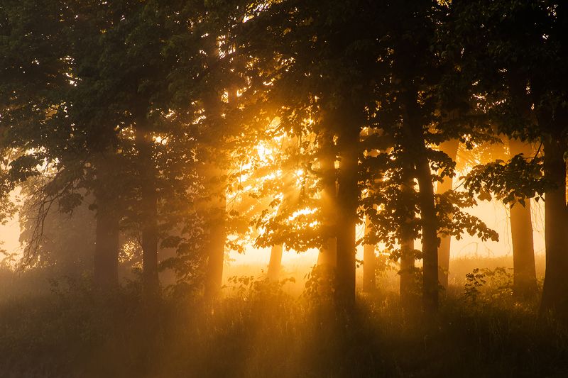 туман, рассвет, лес, река Дыхание лета фото превью