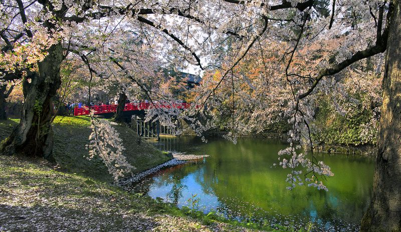 Cherry Blossom фото превью