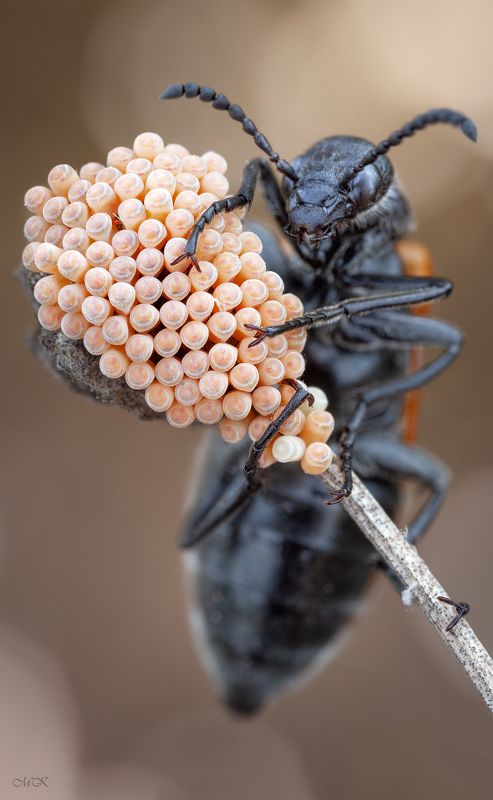 Глазунью или омлет? фото превью