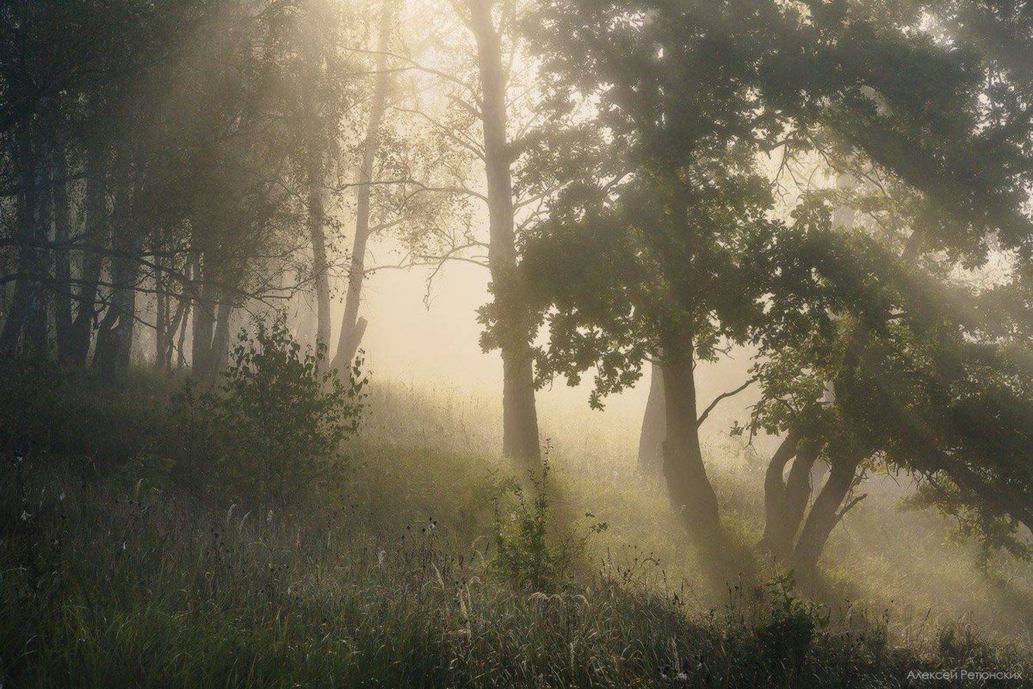 утро, туман, дубник, таруса,, Алексей Ретюнских