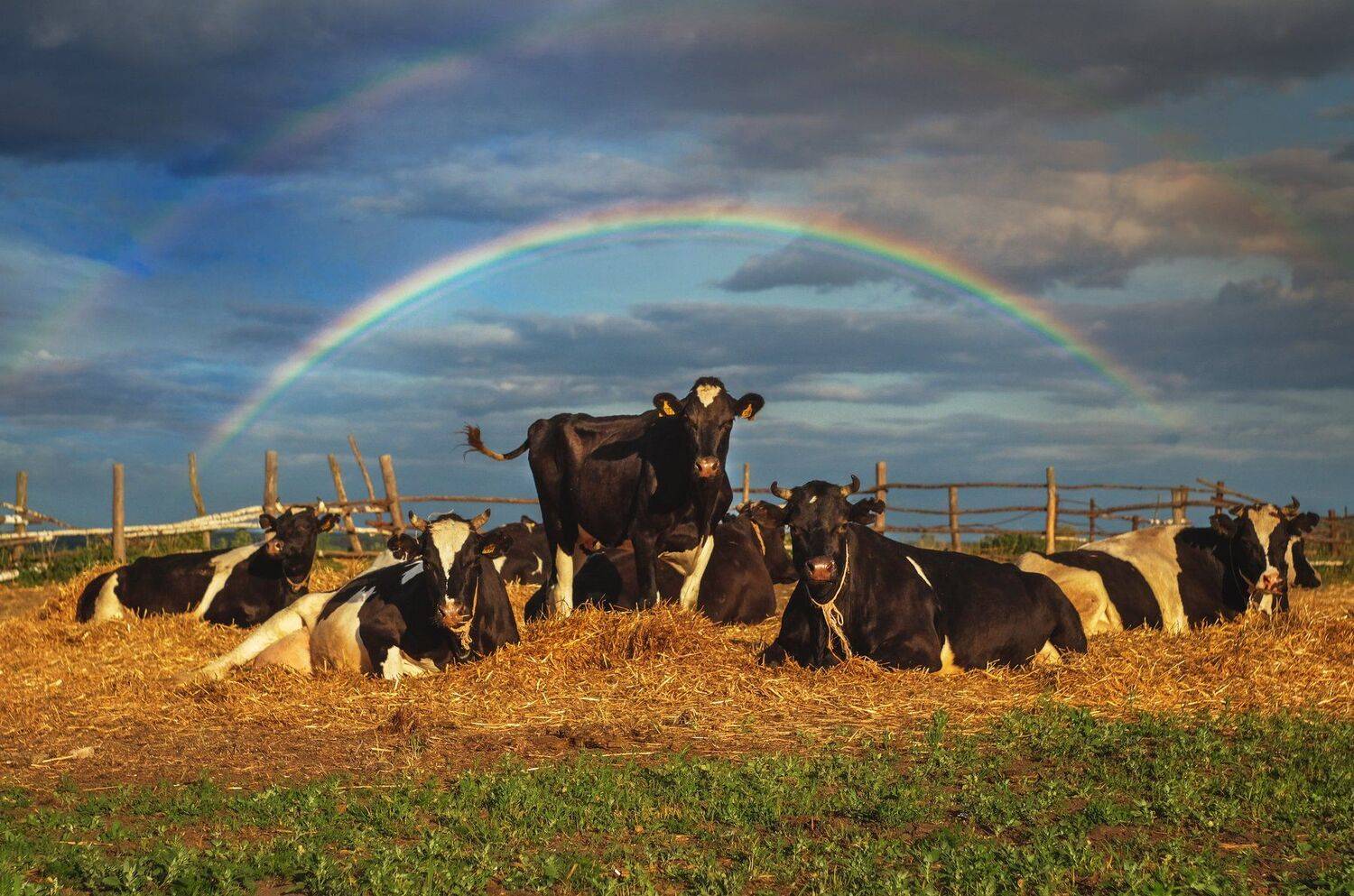 фото, природа, коровы, радуга, гроза, Екатерина