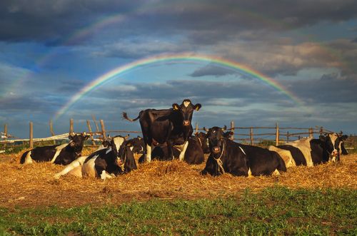 Внимание, улыбаемся, девочки!