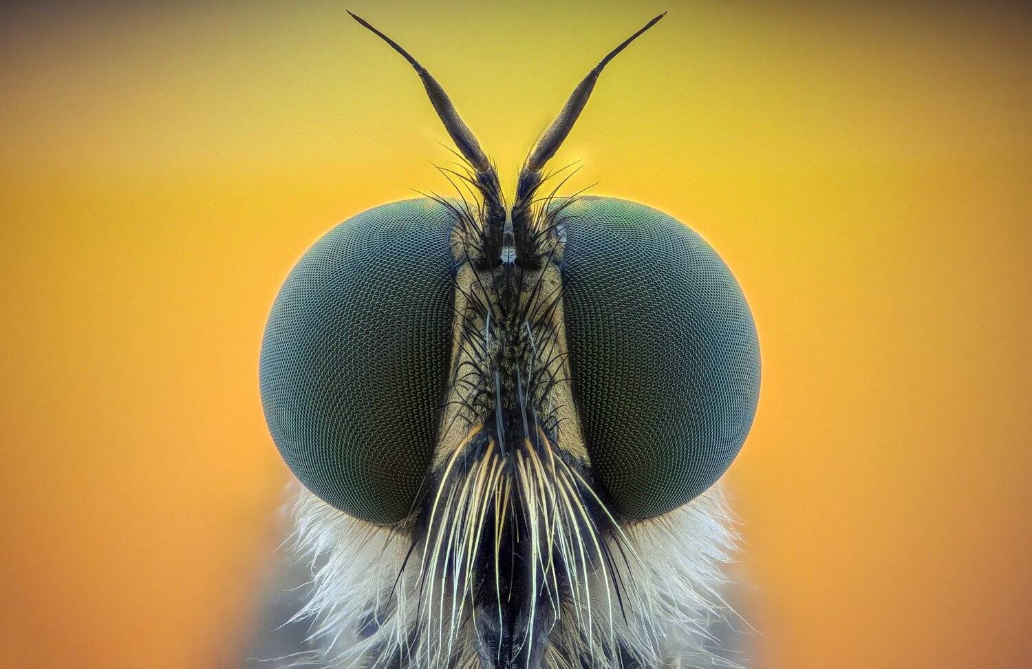 ceclii, macro, extrememacro, Tsvetan Ganev