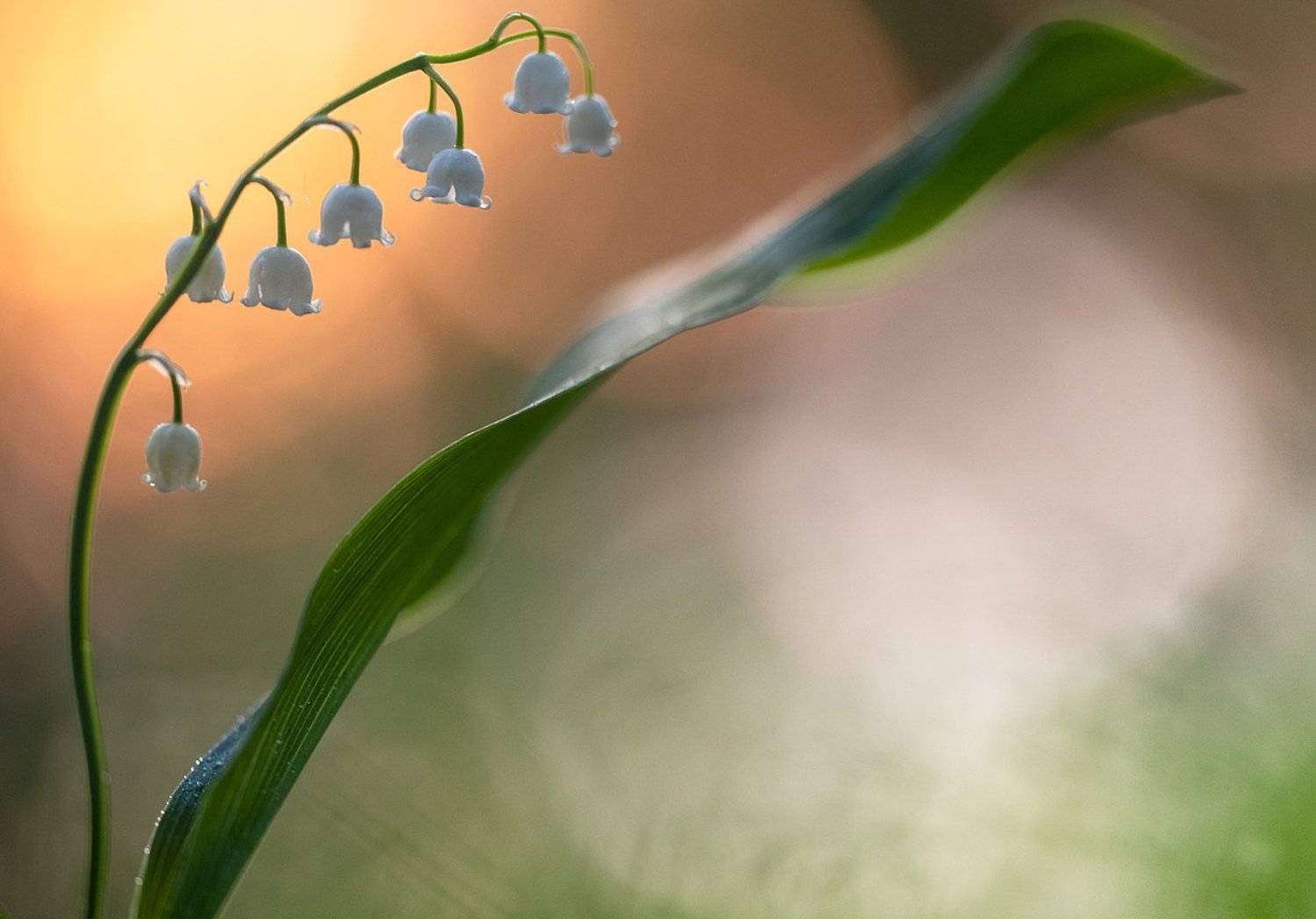 цветы,цветок,макро,растения,природа,трава,лес,закат,ландыш, Александр Иванов