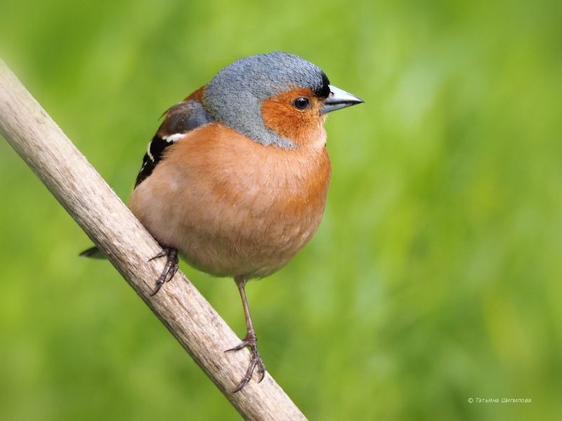 птицы, природа, сад, московская область, россия, зяблик (fringilla coelebs), обыкновенная зеленушка (carduelis chloris), полевой воробей (passer montanus), коноплянка, или реполов (carduelis cannabina), белая трясогузка (motacilla alba), лесной конёк, или Птицы в моём саду фото превью