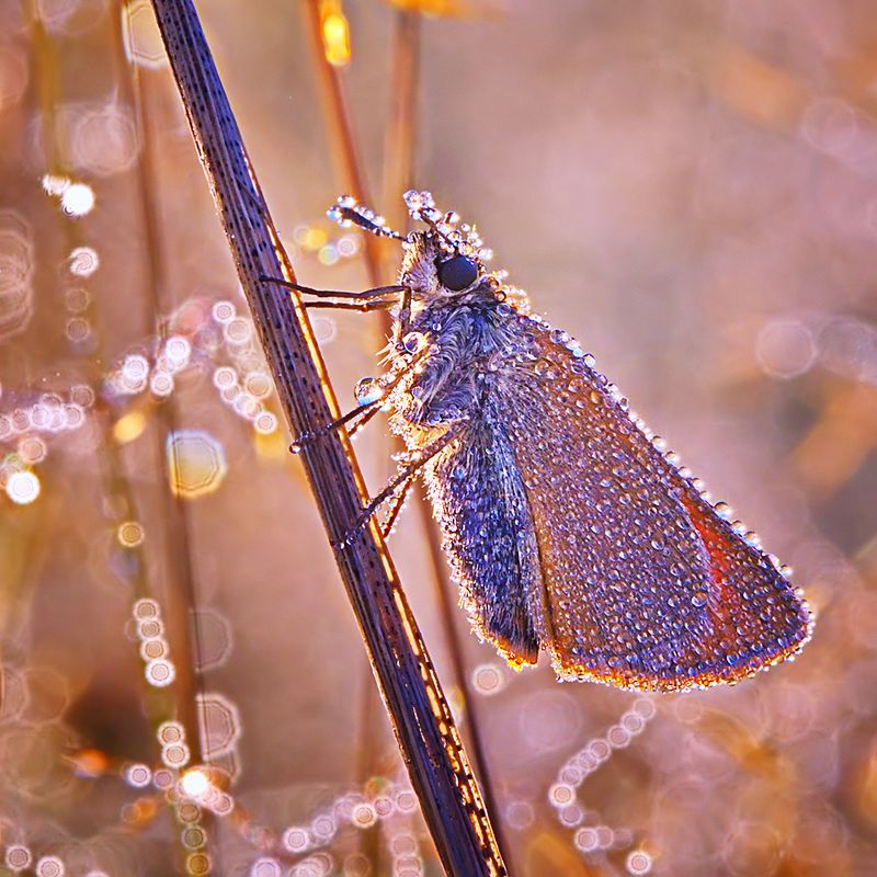 макро, насекомое, бабочка, роса, утро, природа В жемчужных нитях фото превью