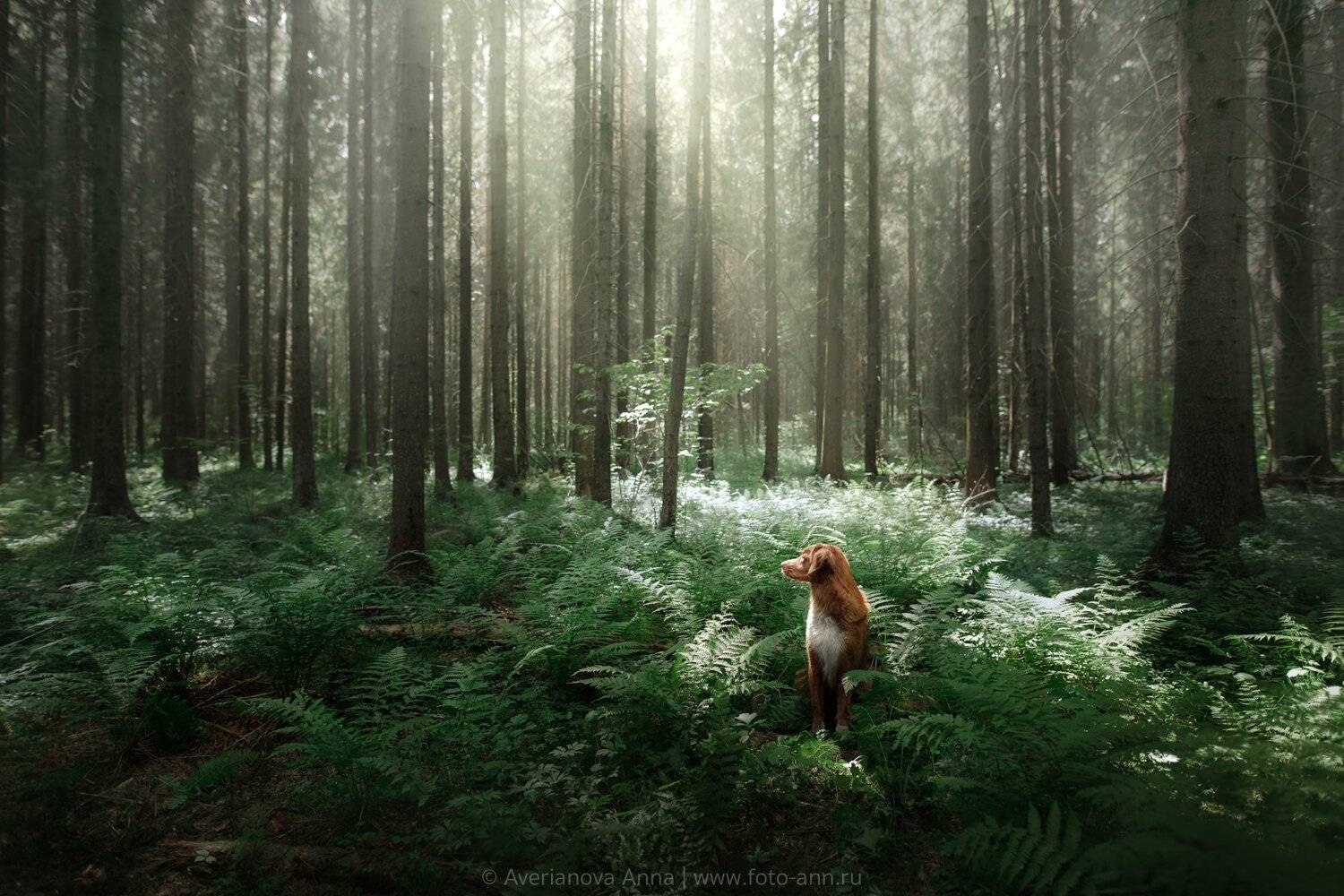 собака, природа, лес, Анна Аверьянова