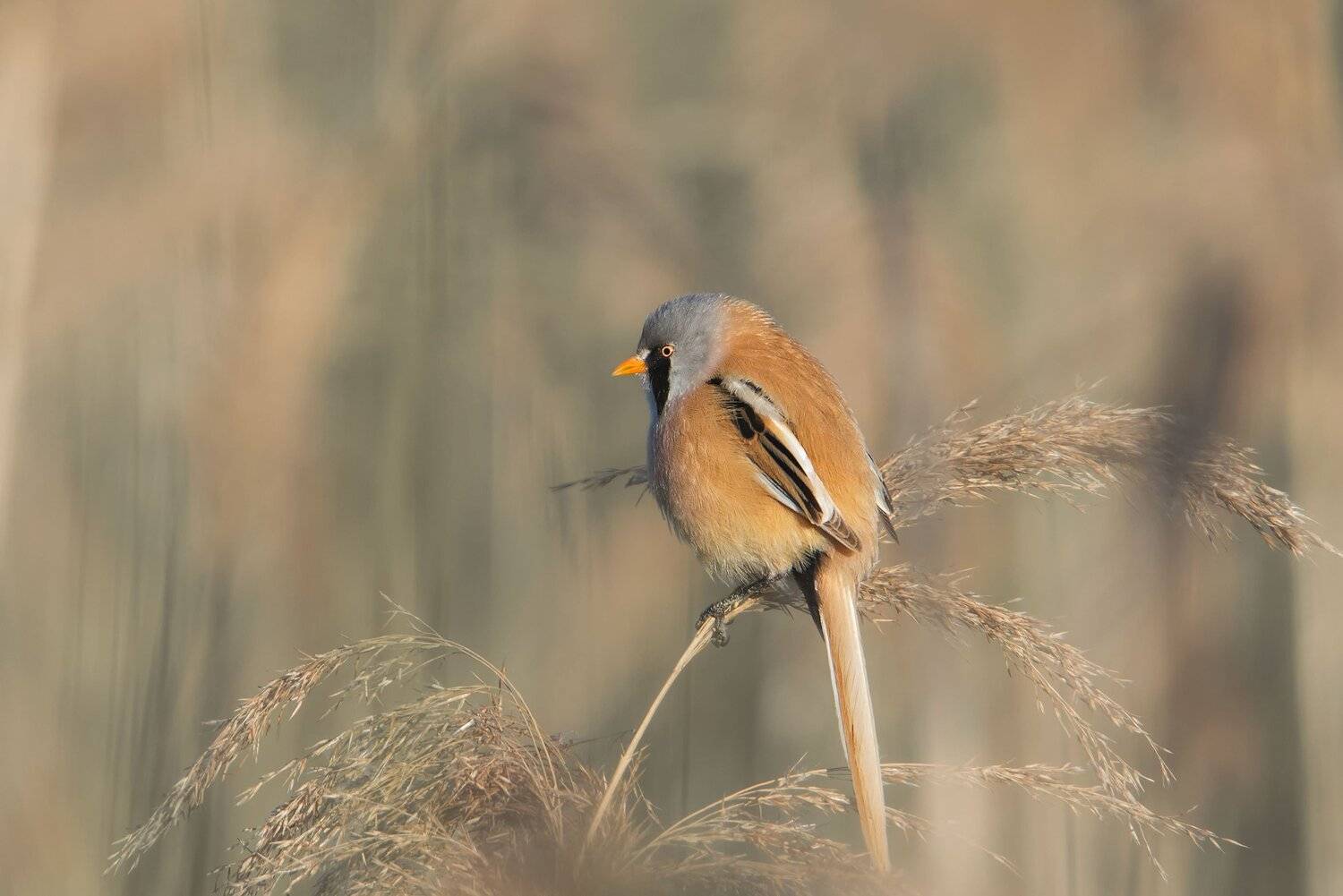 , Arkadiusz Michalak