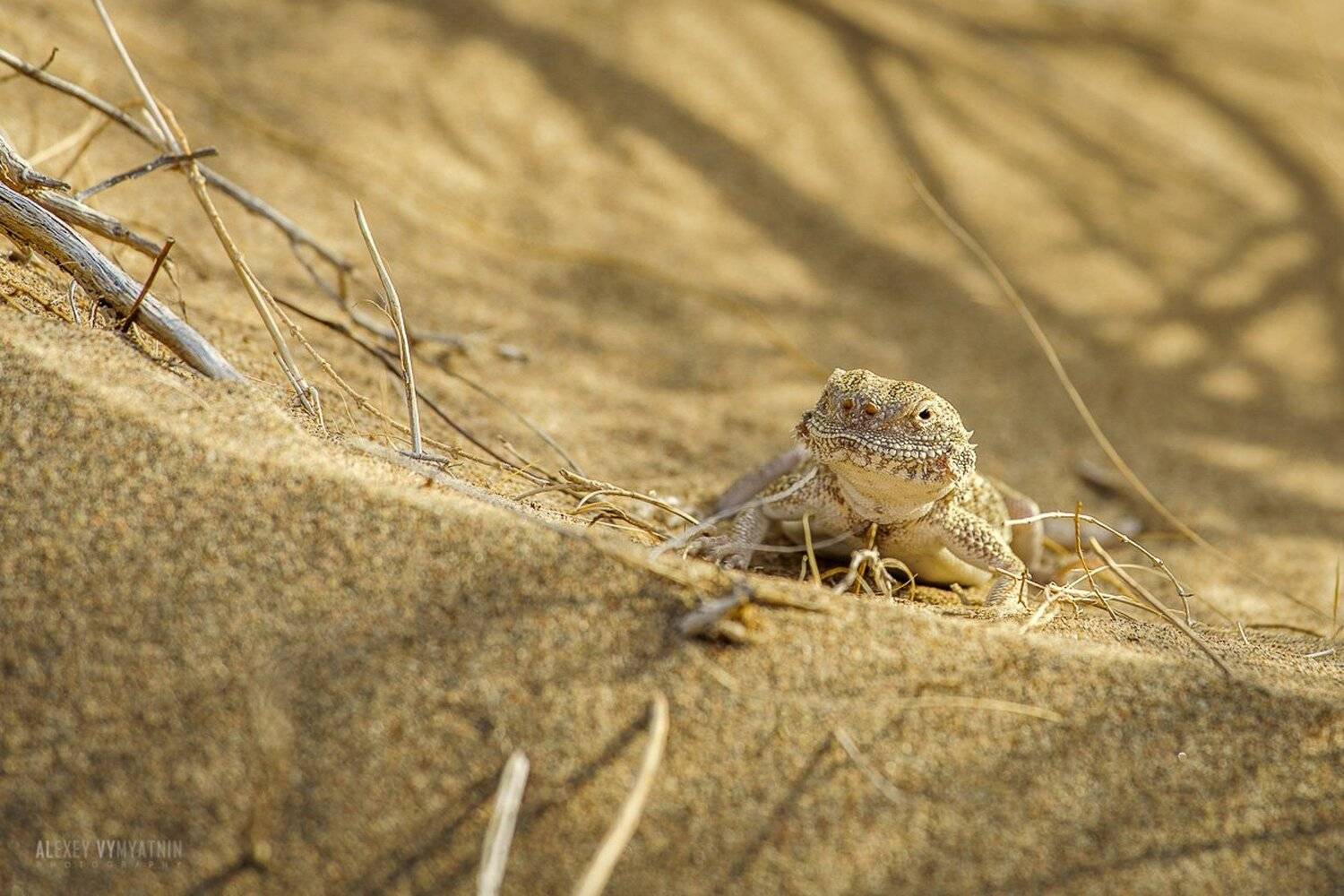, Алексей Вымятнин