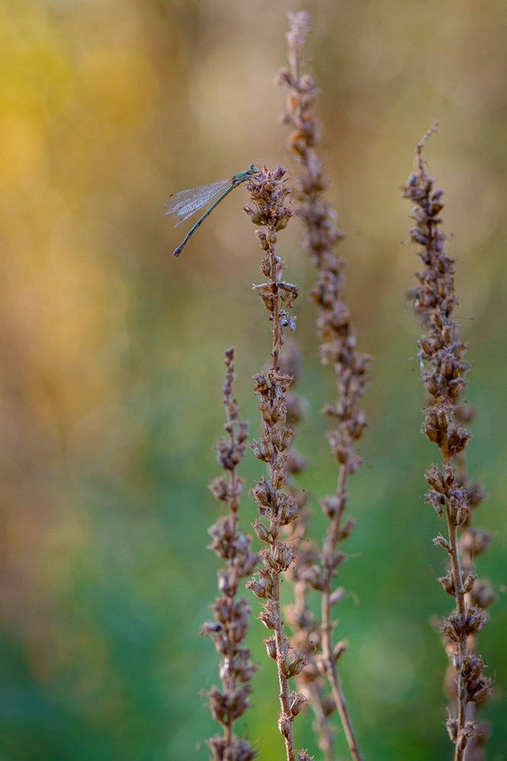 , Кузнецов Дмитрий