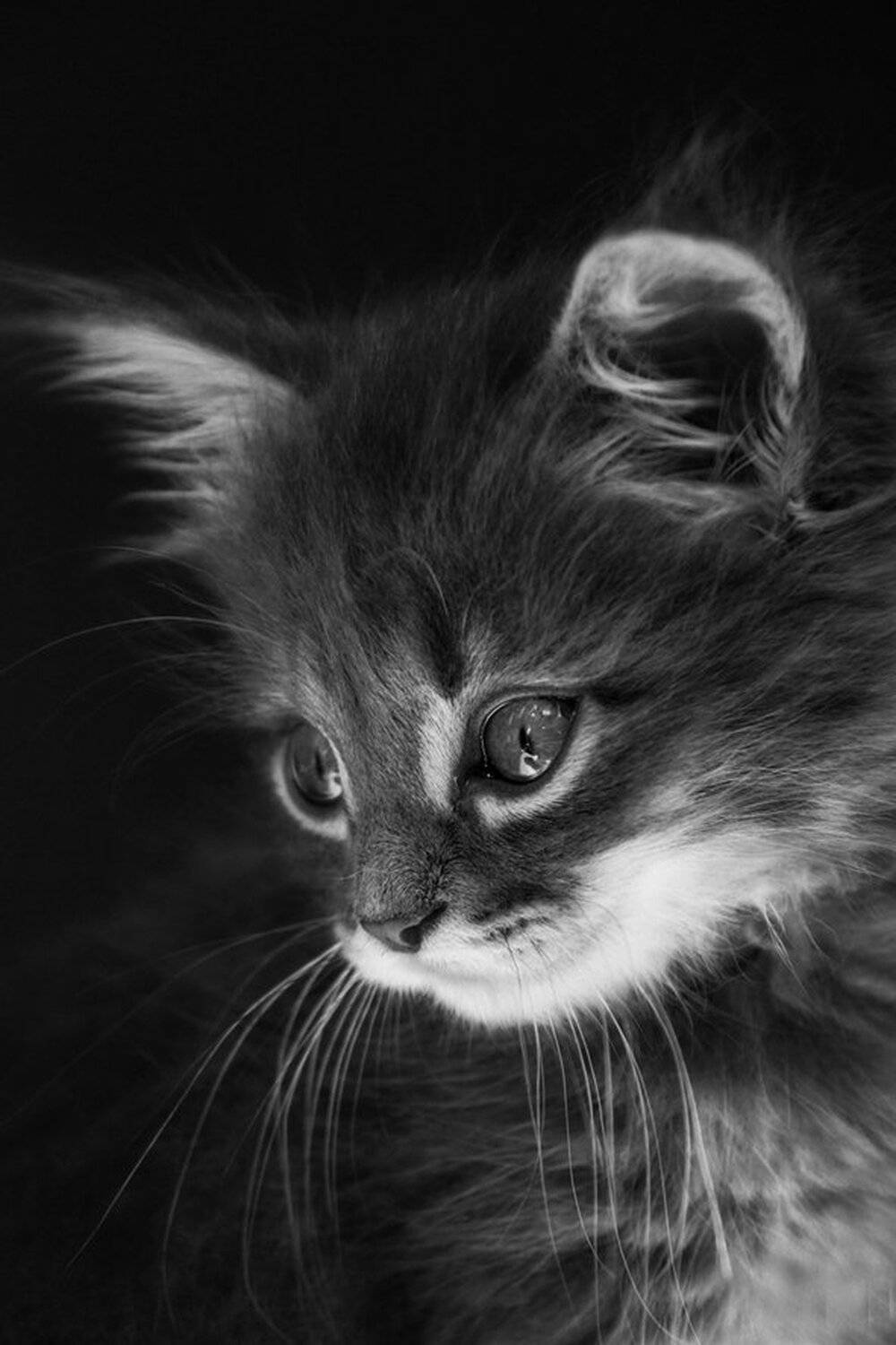 , Гагик Мхитарян