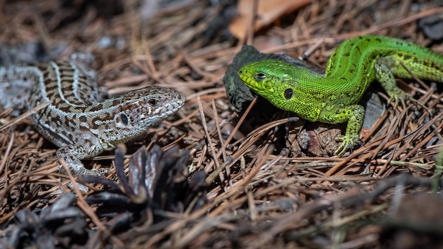 #lizard #lacerta #lacertsagilis #animals #wildlife #wild #nature #altai #russia #ящерица #прыткаяящерица #животные #дикаяприрода #природа #summer #forest #лес #бор #лето #алтай #россия, Денис Соломахин