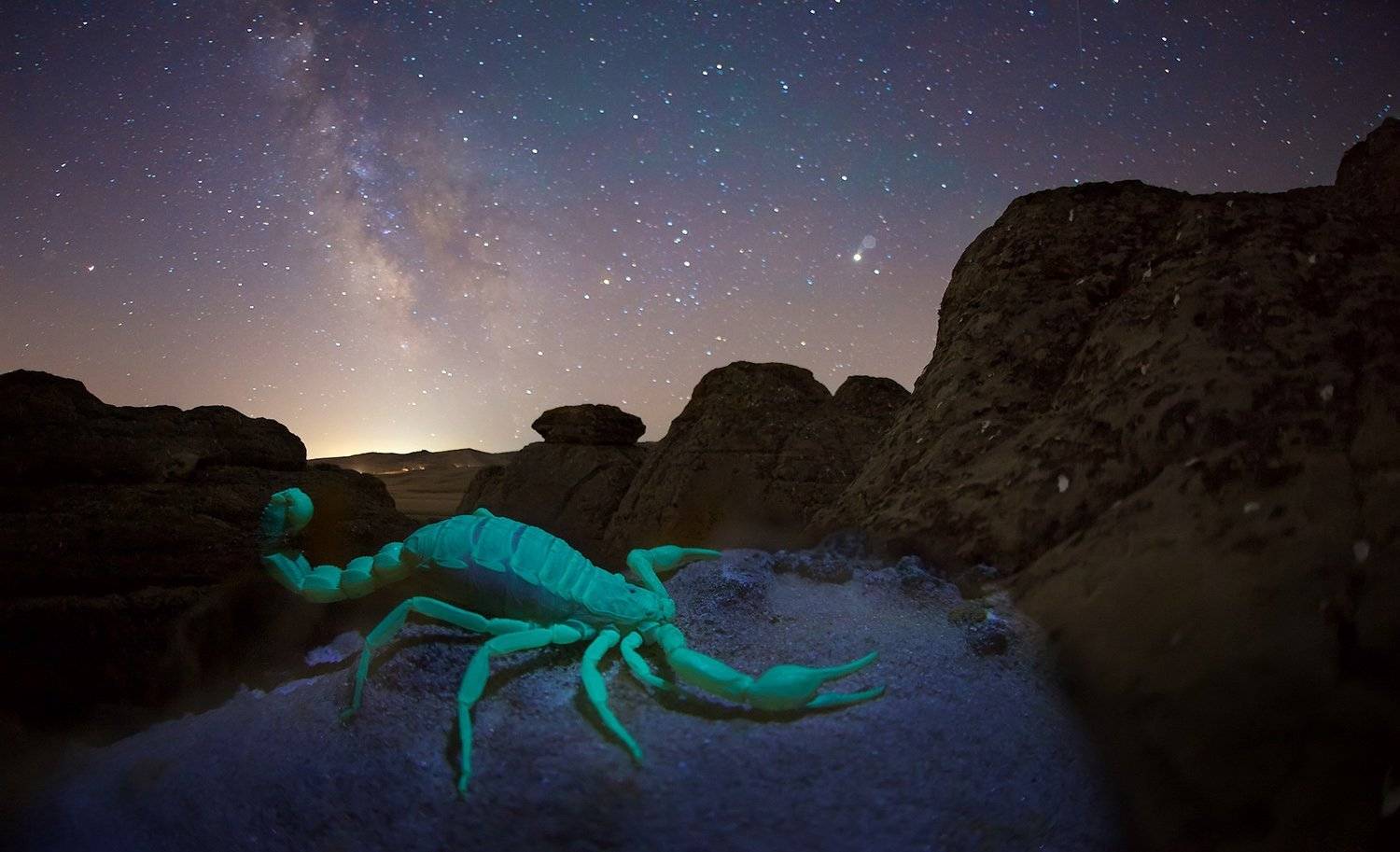 скорпион, ночь, звезды, млечный путь, дагестан, ультрафиолет, флюорисценция , Никифоров Егор