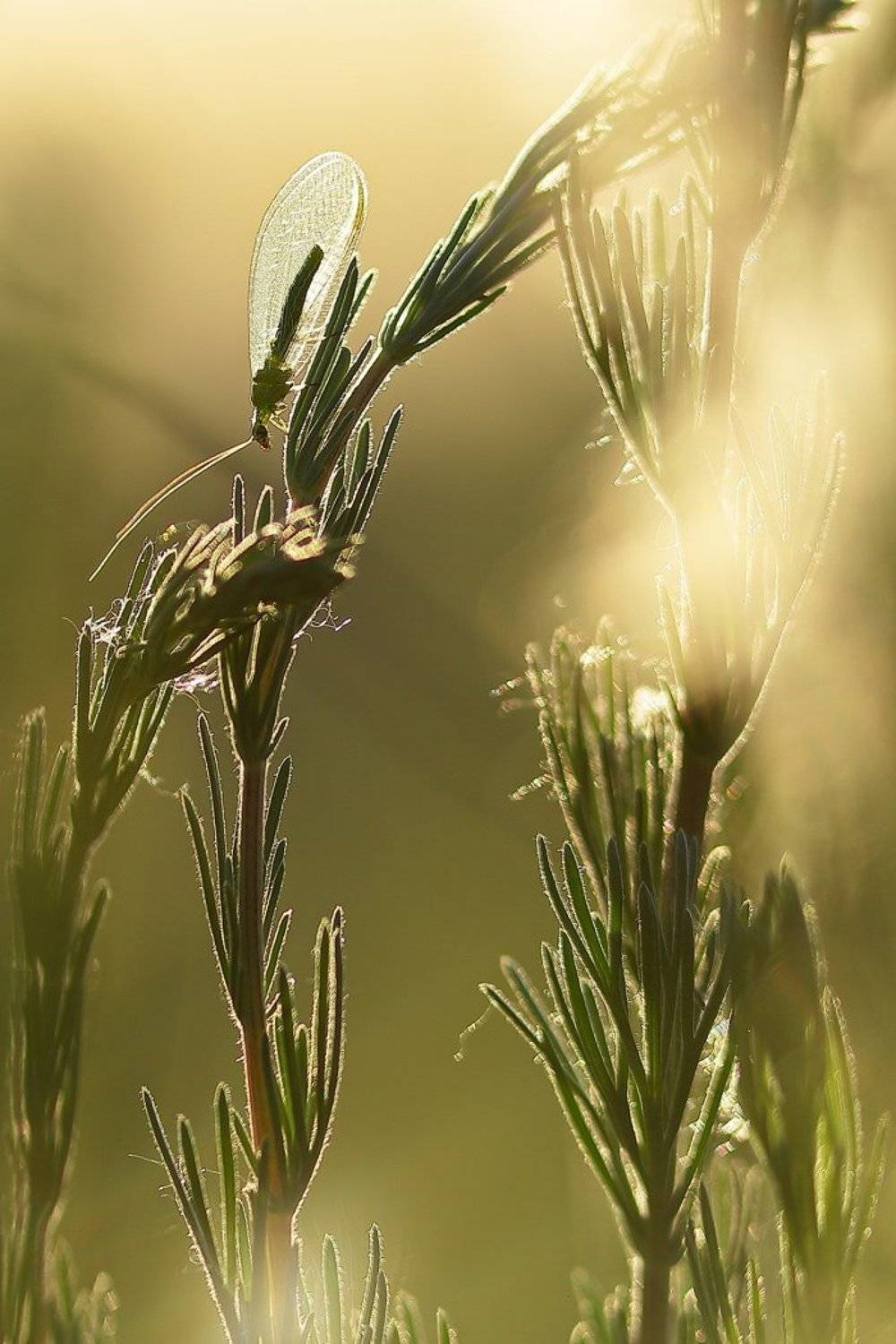 златоглазка, chrysopa, formosa, рыбальский карьер, Sergii Markov