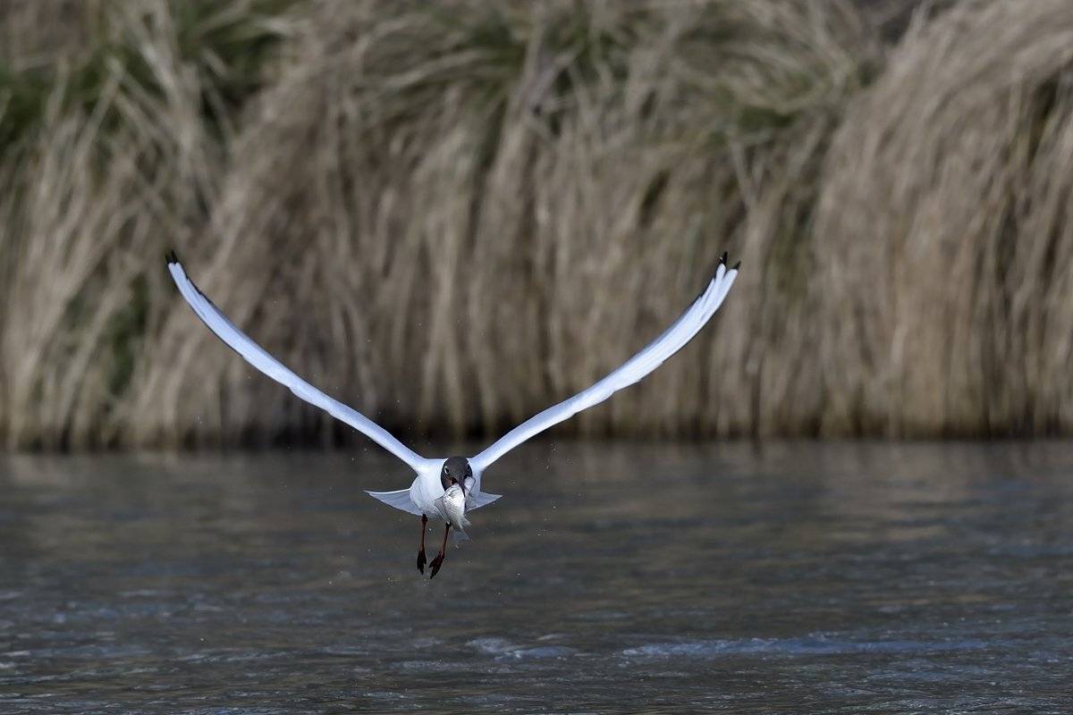 птицы birds, Jaroslav Mego
