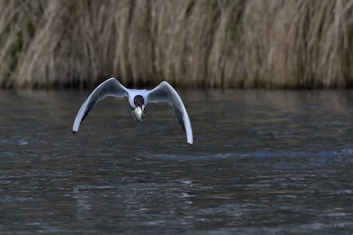 птицы birds, Jaroslav Mego