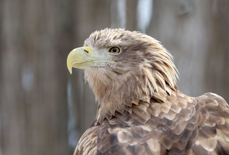 орлагн-белохвост, заповедный пояс, от белой реки до белого моря Орлан-Белохвост фото превью